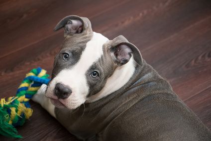 Hond bijt kat dood aansprakelijkheid en schadevergoeding