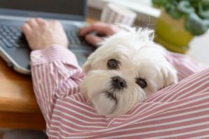 ontslag wegens hond op werkvloer kantoor