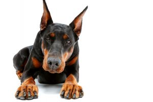 Aansprakelijkheid voor dieren bij letselschade