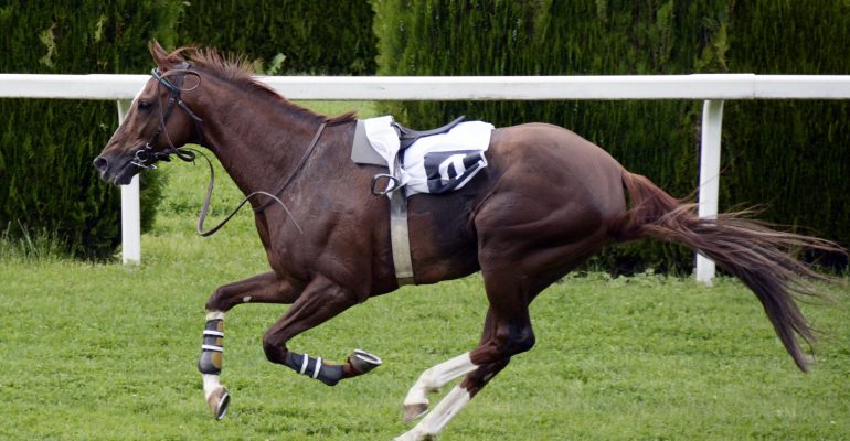 Trap van paard aansprakelijkheid bij letselschade