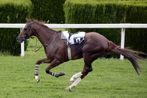 trap van paard, trap van een paard, paardentrap, letsel door trap van een paard, schadevergoeding trap van paard,