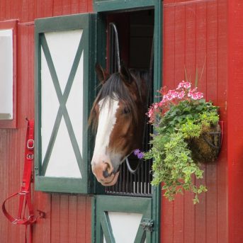 Wetgeving paarden