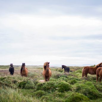 Letselschade paard