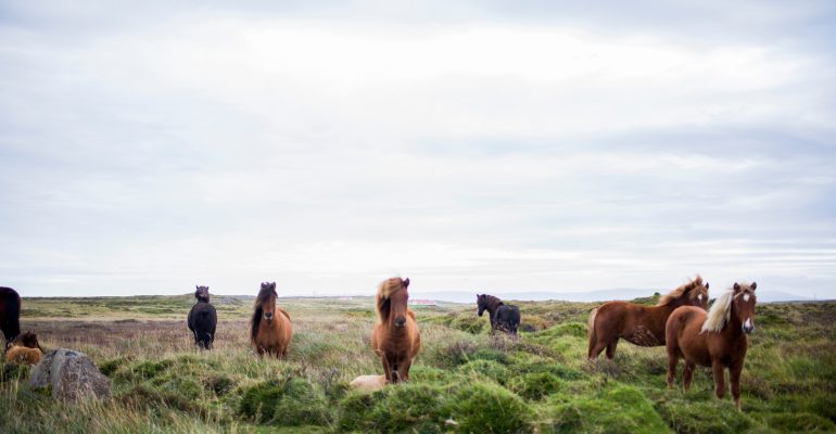 Letselschade paard