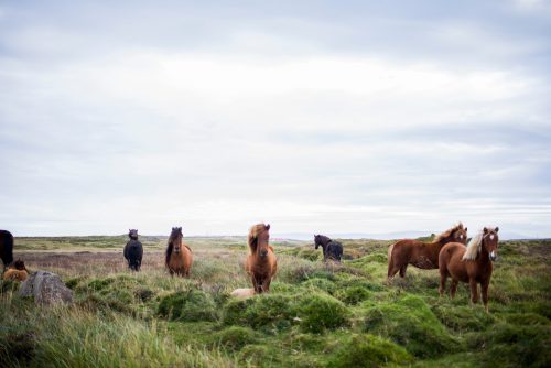 letselschade paard