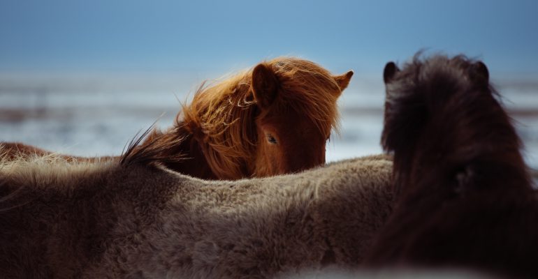Smartengeld paard : letselschade veroorzaakt door een paard