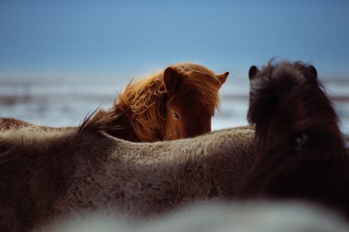 Smartengeld paard bij letselschade