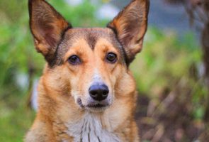 smartengeld hondenbeet, smartengeld na hondenbeet, smartengeld bij hondenbeet, hoeveel smartengeld na hondenbeet, smartengeld gebeten door een hond