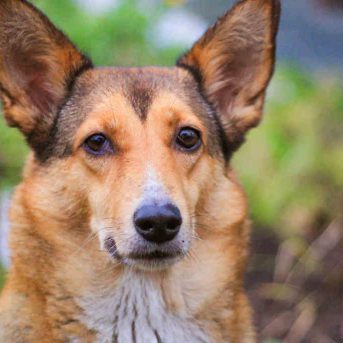 Smartengeld voorbeelden letsel toegebracht door een hond