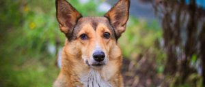 smartengeld hond, smartengeld hondenbijt, hond bijt, gebeten door hond, letsel door hond, hondletsel, letsel hond, beet van hond