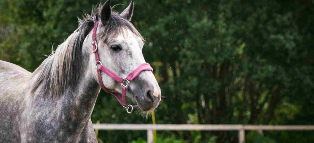 trap van paard, trap van een paard, paardentrap, letsel door trap van een paard, schadevergoeding trap van paard, 