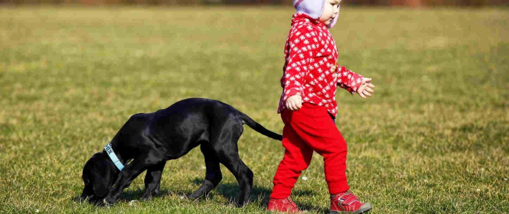 Kind gebeten door hond, mijn kind is gebeten door een hond, hondenbeet kind, minderjarige gebeten door hond 