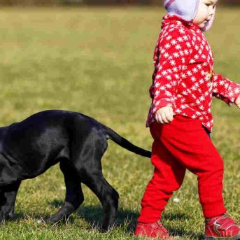 Kind gebeten door hond