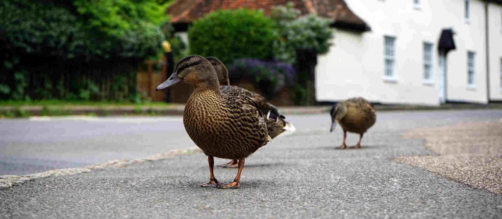 Aanrijding door remmen voor een dier op de weg