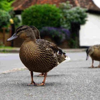 Aanrijding door remmen voor een dier op de weg