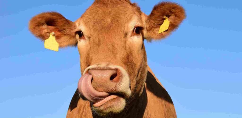 Slachten en vervoeren van een koe is geen bedrijfsmatig gebruik, aanrijding ontsnapte koe, bedrijfsmatig gebruik koe