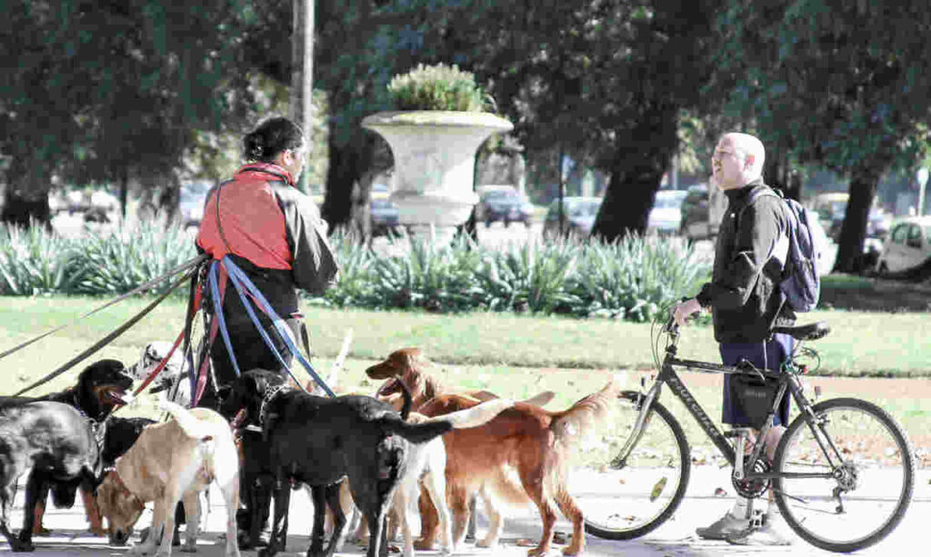 aangvallen door honden, honden aanval, aangvallen door hond, hond valt aan