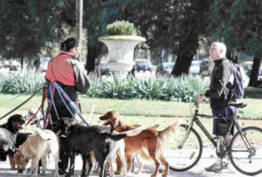 aangvallen door honden, honden aanval, aangvallen door hond, hond valt aan