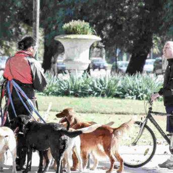 Aangevallen door honden