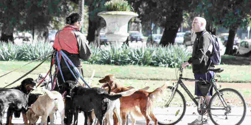 aangevallen door honden, honden aanval, aangevallen door hond, hond valt aan