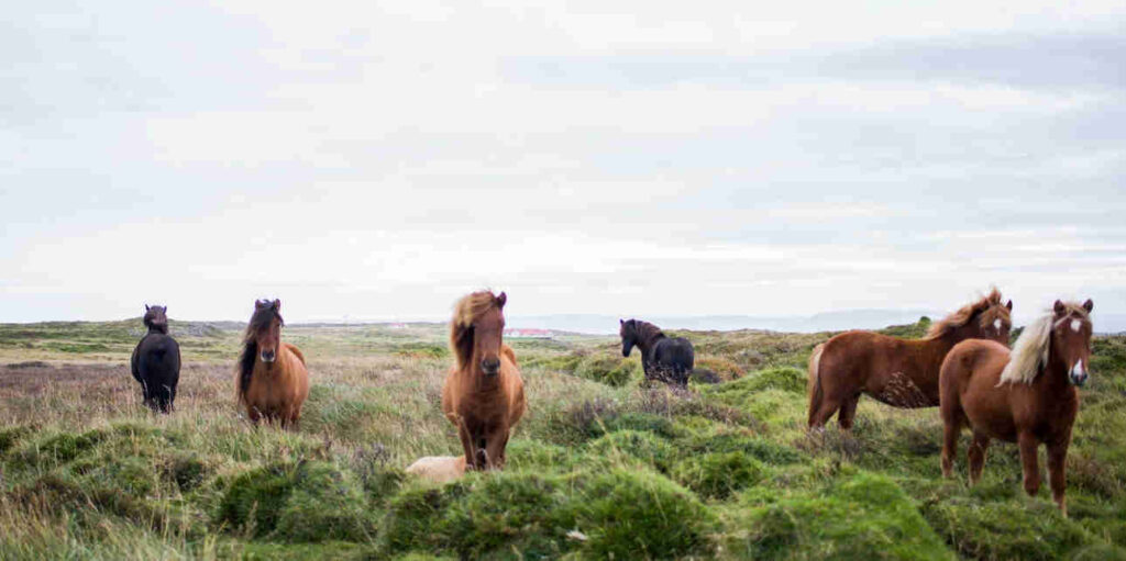 Aansprakelijkheid overlijden paard door overhangende esdoorn