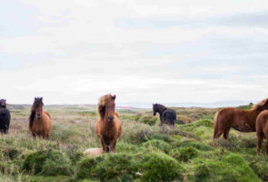 Aansprakelijkheid overlijden paard door overhangende esdoorn