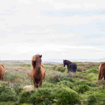 Aansprakelijkheid overlijden paard door overhangende esdoorn