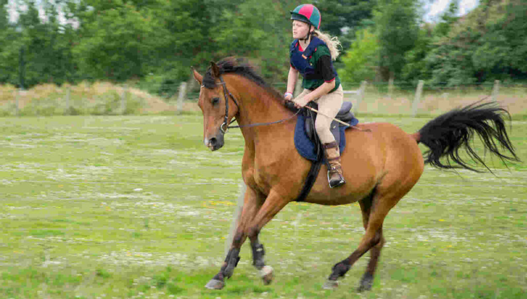 Val van een onbeleerd paard, eigen schuld val van paard, eigenschuldpercentage paardrijden