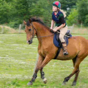 Val van een onbeleerd paard (eigen schuld bij een val van een paard)