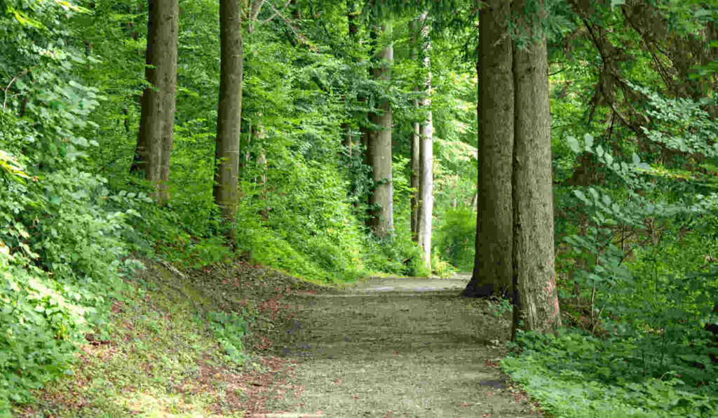 Aanrijding fietser wandelaar in het bos, aanrijding bospad, wielrenster wandelaar aanrijding, schadeclaim aanwijding wandelaar in het bos, Voetgangers gebruiken de berm of de uiterste zijde van de weg