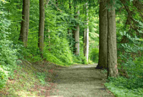 Aanrijding fietser wandelaar in het bos, aanrijding bospad, wielrenster wandelaar aanrijding, schadeclaim aanwijding wandelaar in het bos, Voetgangers gebruiken de berm of de uiterste zijde van de weg