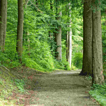 Aanrijding fietser wandelaar in het bos