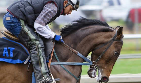 bewijs bij schadeclaim na val van paard, bewijs val van paard, Rechtbank Oost-Brabant 10 januari 2024, ECLI:NL:RBOBR:2024:134