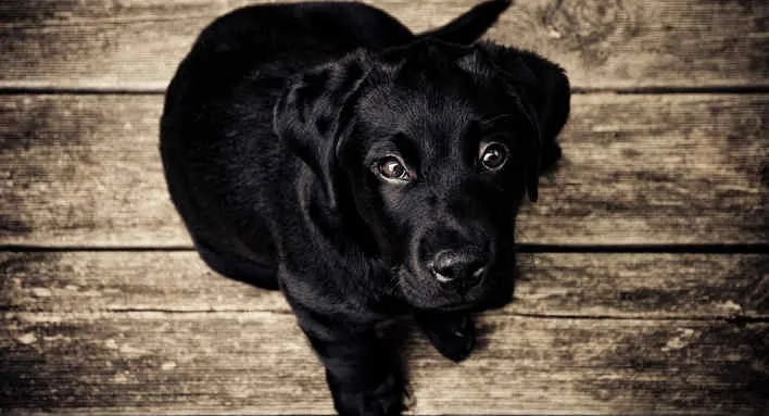 gebeten door hond, gebeten door een hond, hondenbeet, hond bijt, hondebeet, letselschade door hond, door hond gebeten, smartengeld hondenbeet, hondenbeten, honden beten