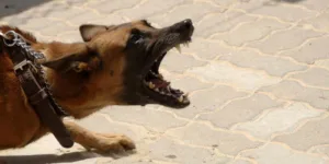 Ruiter valt van paard door blaffende hond,  Rechtbank Midden-Nederland 14 mei 2025, ECLI:NL:RBMNE:2025:2201