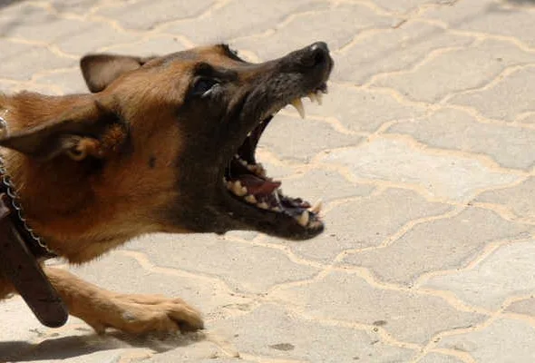 Ruiter valt van paard door blaffende hond, Rechtbank Midden-Nederland 14 mei 2025, ECLI:NL:RBMNE:2025:2201