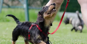 Val tijdens hondentrainingscursus, Gerechtshof Arnhem-Leeuwarden 16 september 2025, ECLI:NL:GHARL:2025:5740, uitglijden tijdens puppytraining, letselschade hondencursus