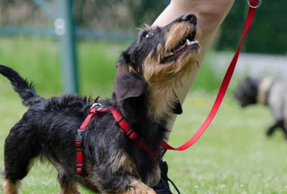 Val tijdens hondentrainingscursus, Gerechtshof Arnhem-Leeuwarden 16 september 2025, ECLI:NL:GHARL:2025:5740, uitglijden tijdens puppytraining, letselschade hondencursus