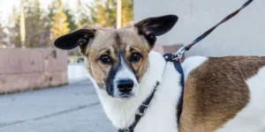 hond uitlaten op fietspad, aanrijding met hondenuitlater, hond uitlaten donker fietspad, Rechtbank Oost-Brabant 21 april 2026, ECLI:NL:RBOBR:2026:3262