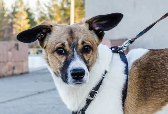 hond uitlaten op fietspad, aanrijding met hondenuitlater, hond uitlaten donker fietspad, Rechtbank Oost-Brabant 21 april 2026, ECLI:NL:RBOBR:2026:3262